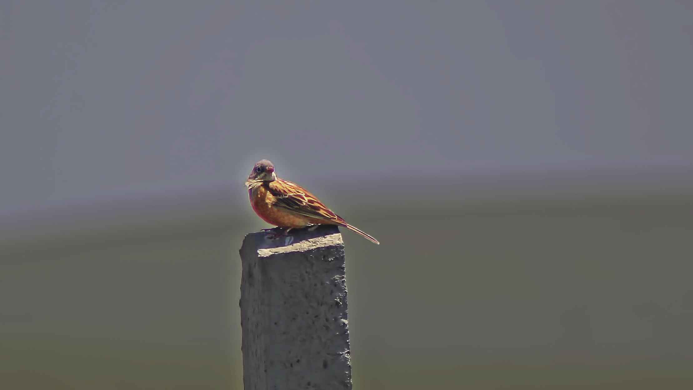 Ortolan Bunting